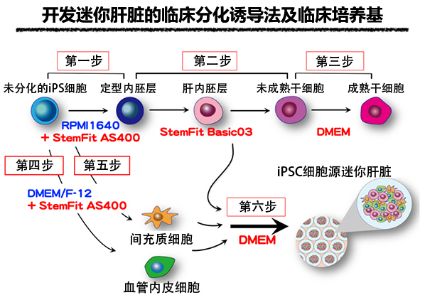 横滨市立大学等开发ips细胞源迷你肝脏的制造法及分化诱导补充剂 客观日本