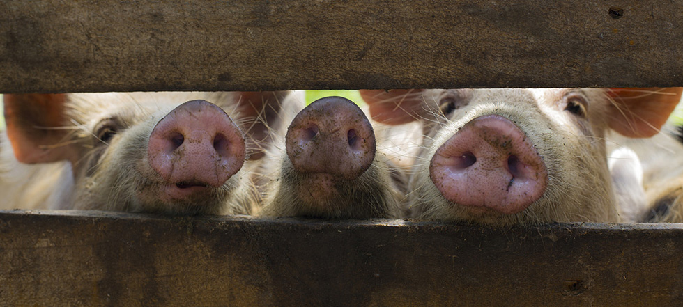 日本电视台关于从违禁肉制品中检测出非洲猪瘟病毒的报道