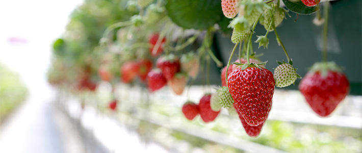 日光草莓园温室中种植的草莓
