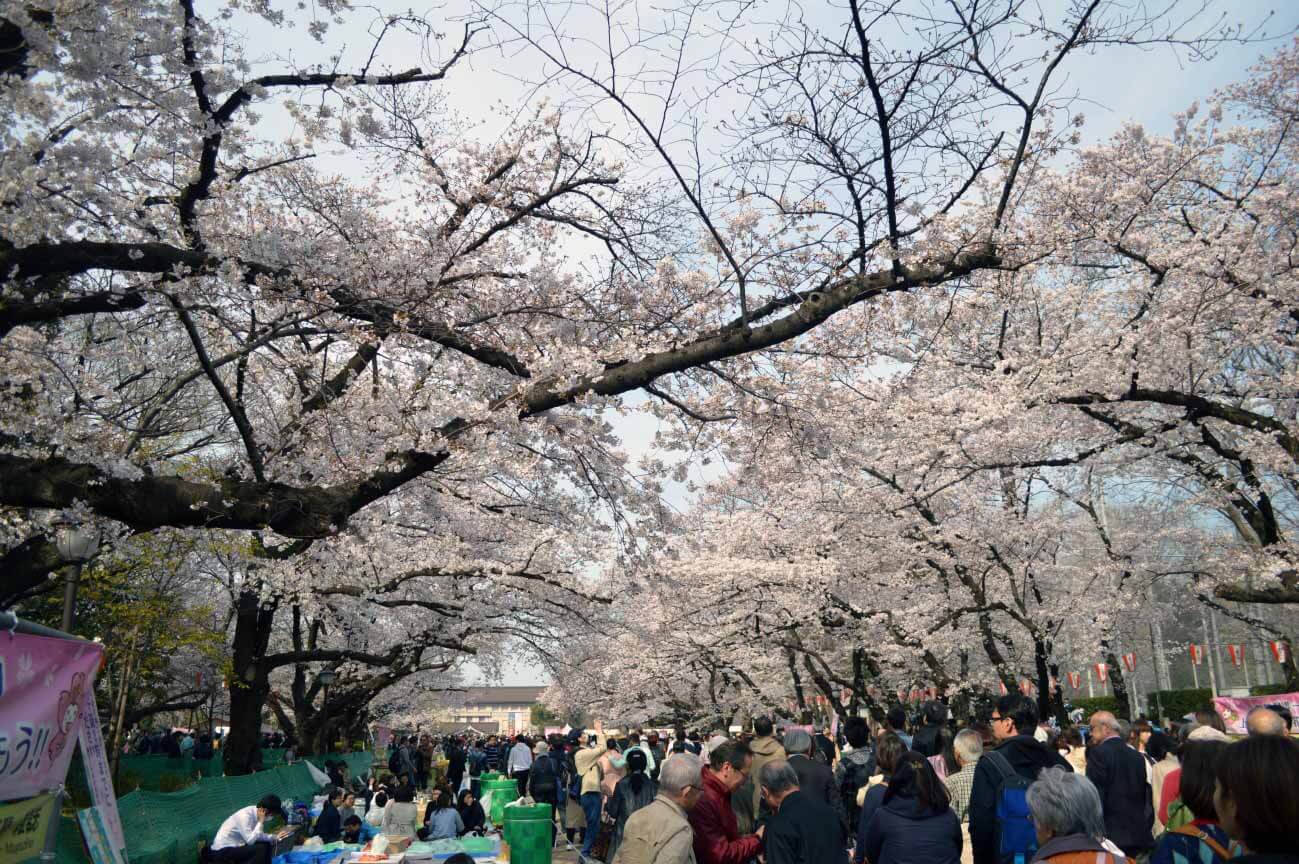 上野公园——樱花树下——人来人往