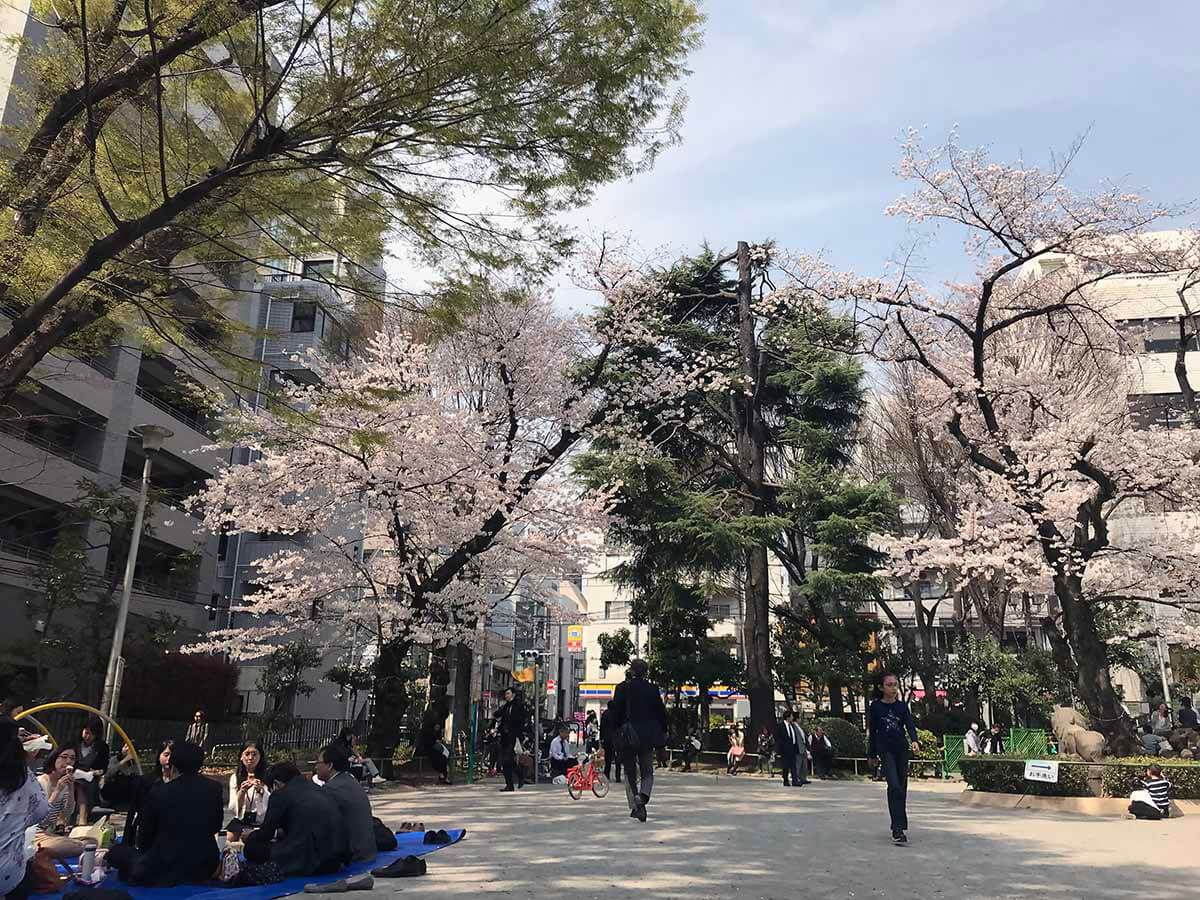 中午时分，樱花树下赏花吃饭的人们三五成群（照片：客观日本）