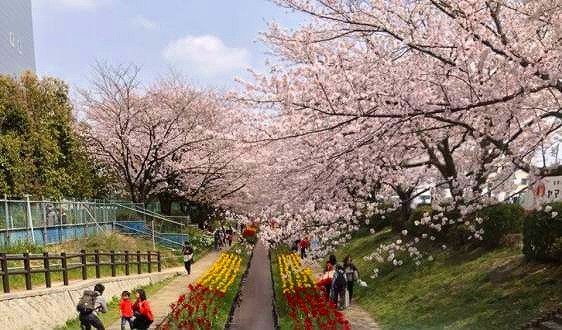 有关日本人与樱花的随想